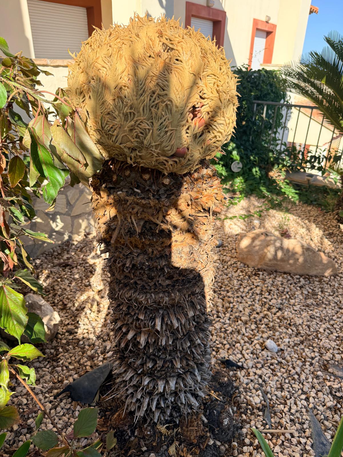 Cycas revoluta Crown Core