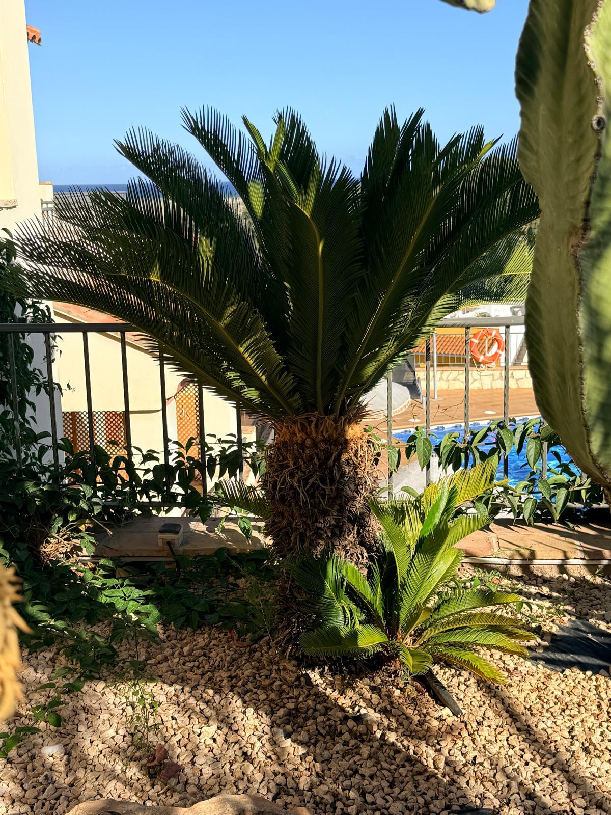 Third Floor Cycas with Sea View