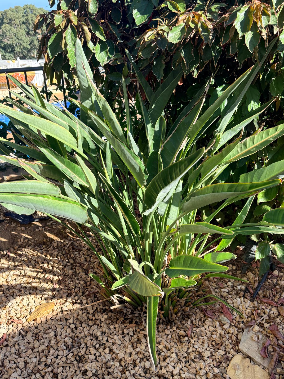 Strelitzia reginae Full Bush