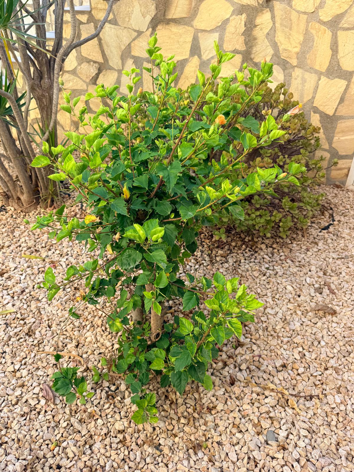 Hibiscus Young Shrub