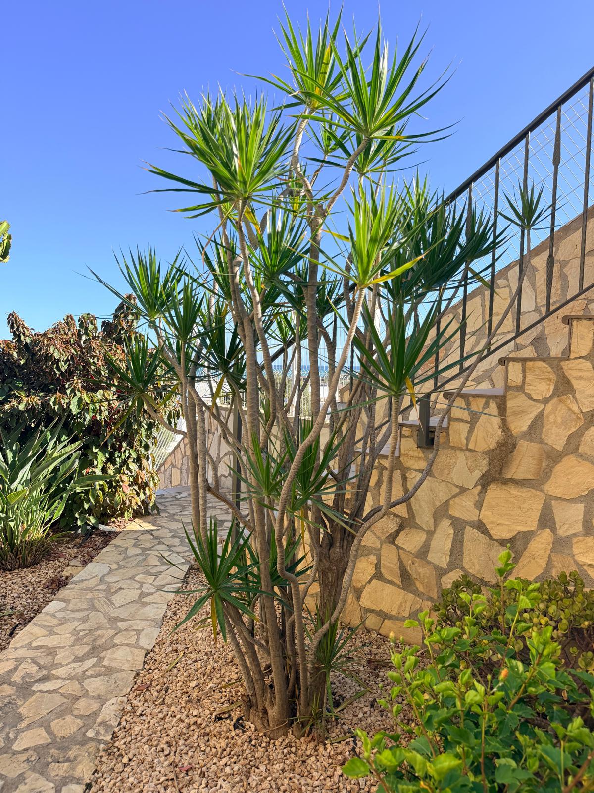 Dracaena Multi-stemmed View