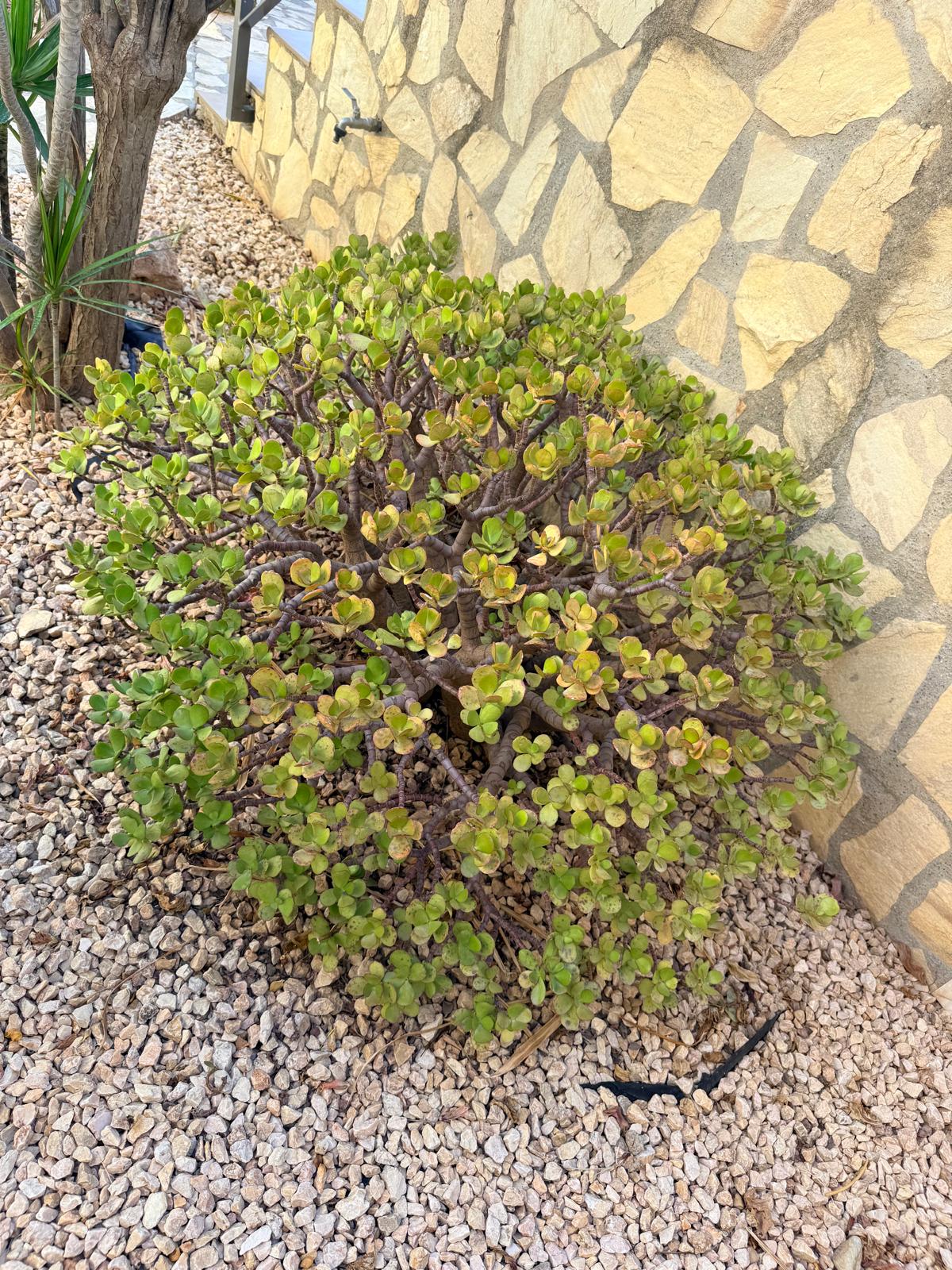 Crassula ovata Near Wall