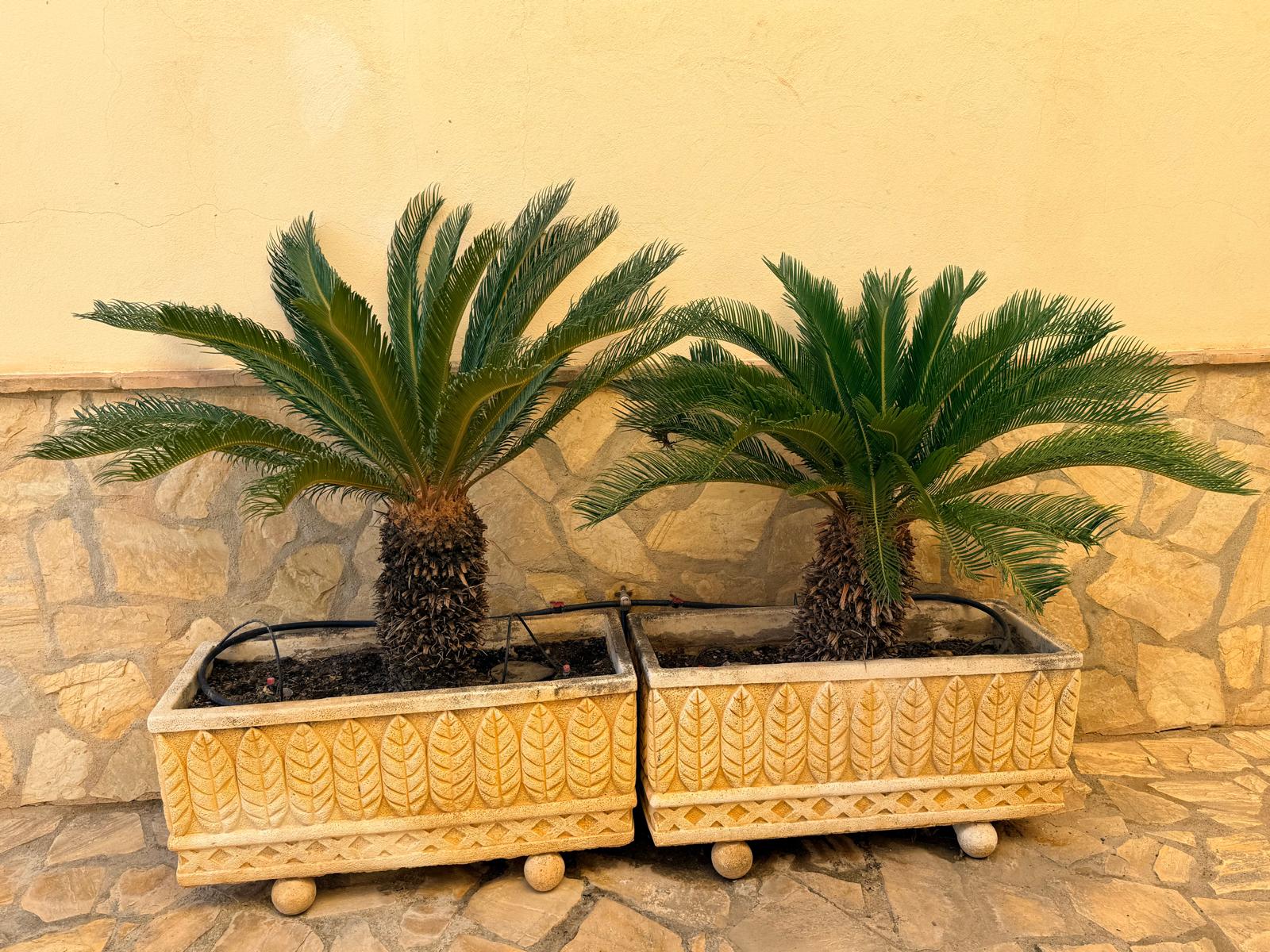 Pair of Planters with Cycas