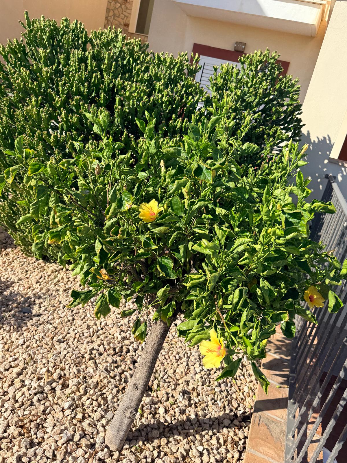 Hibiscus rosa-sinensis with Yellow Flowers