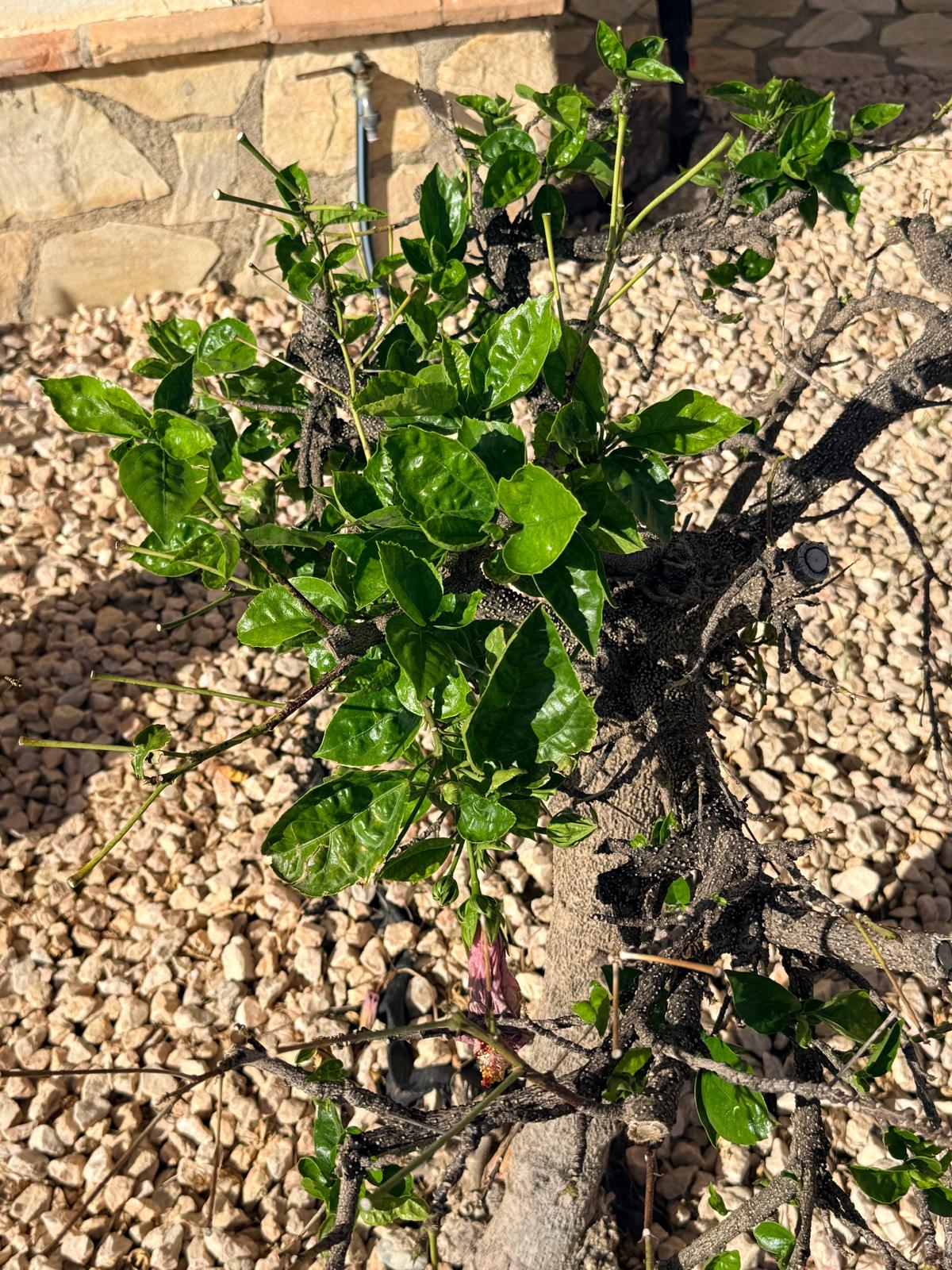 Hibiscus Pruned Branches