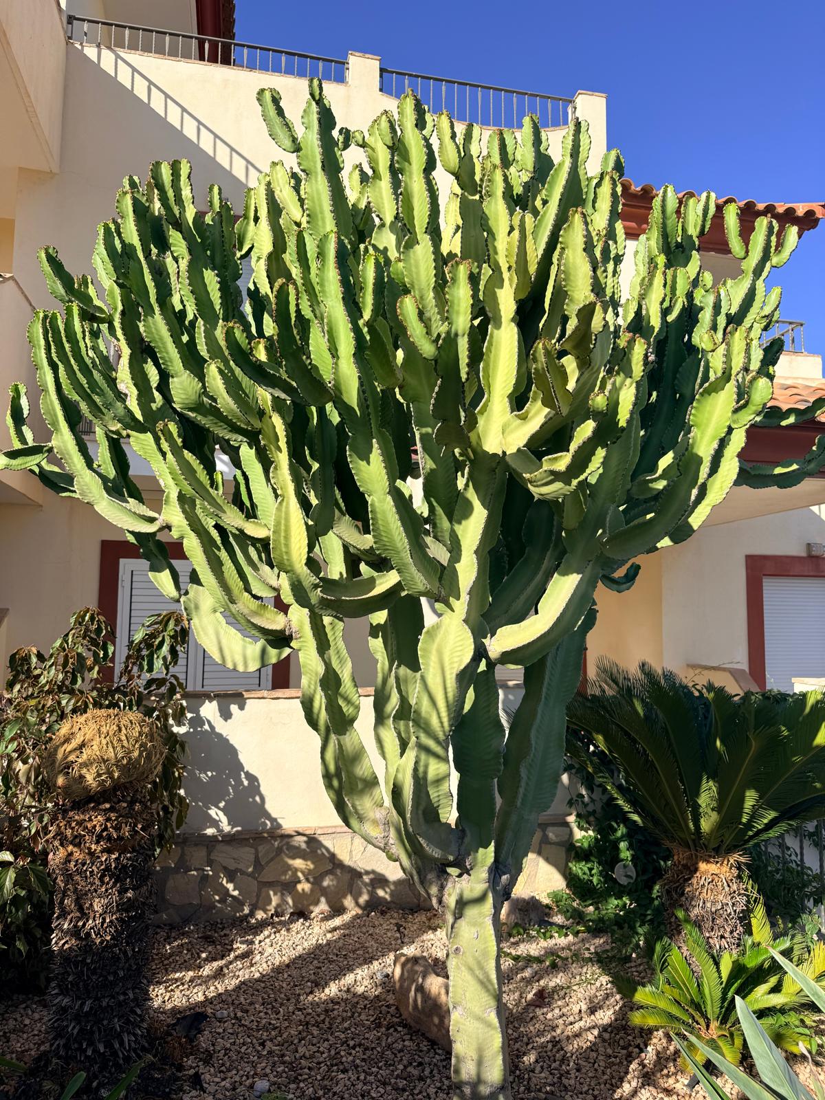 Mature Euphorbia Specimen